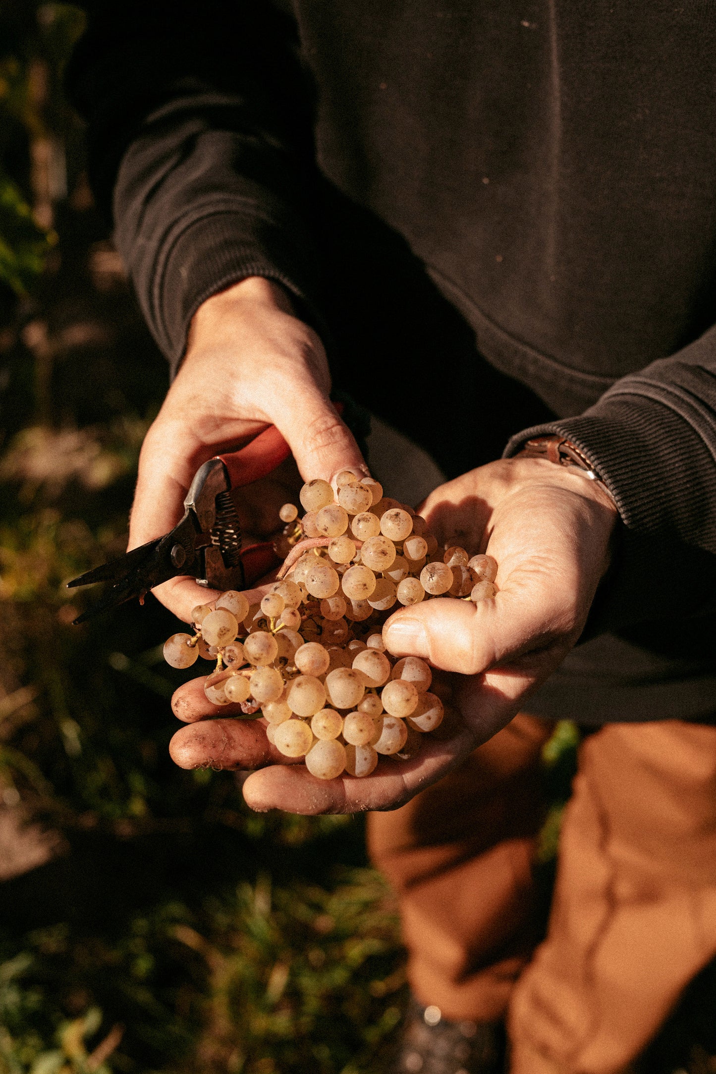 Fuchsmantel Riesling