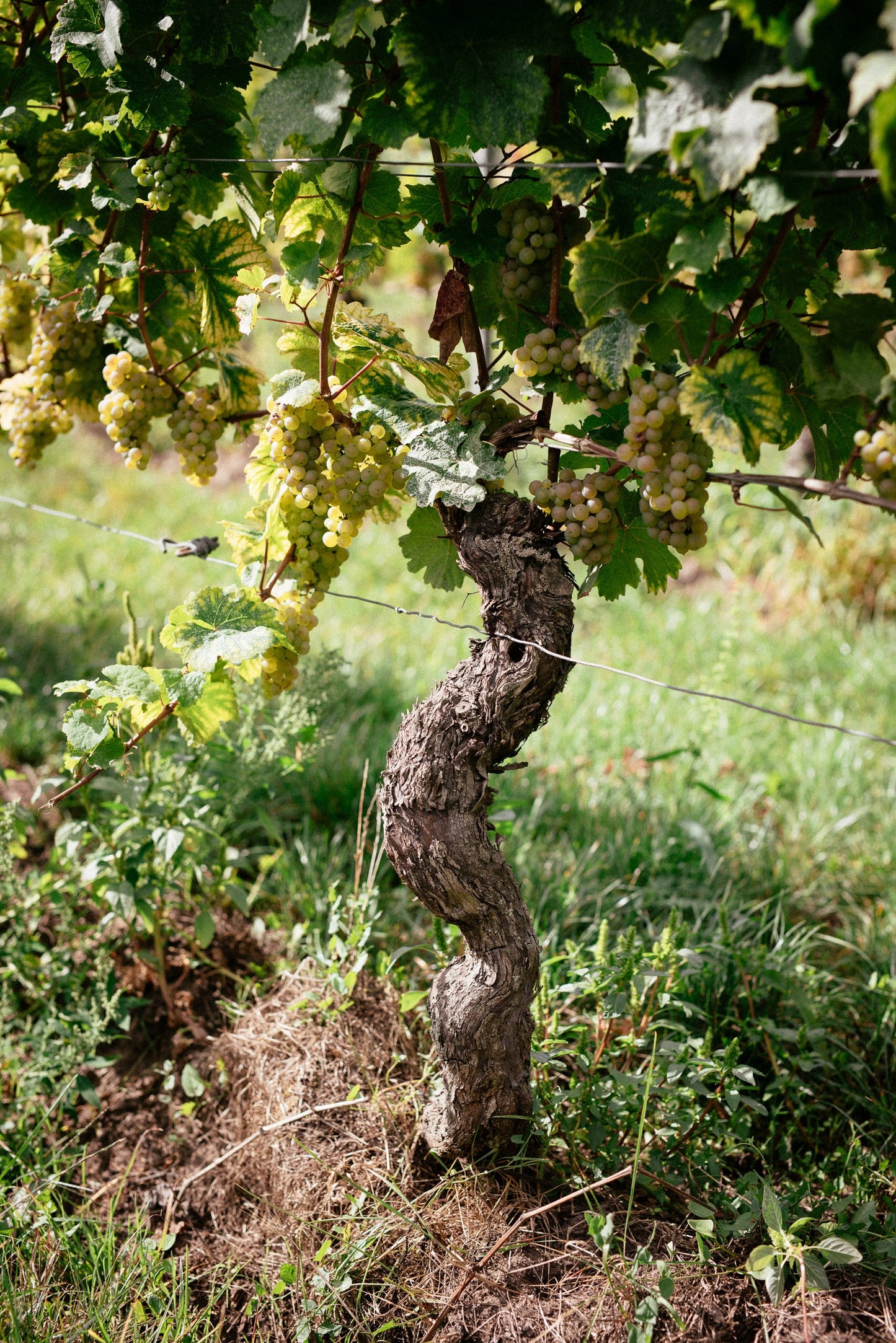 Fuchsmantel Riesling